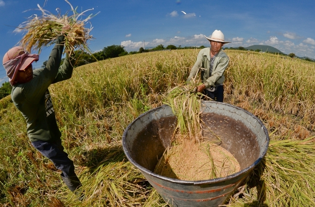 Zonas Donde Se Da Mayor Producción De Arroz Molinera Amazonas Molinera Amazonas Producción 1713